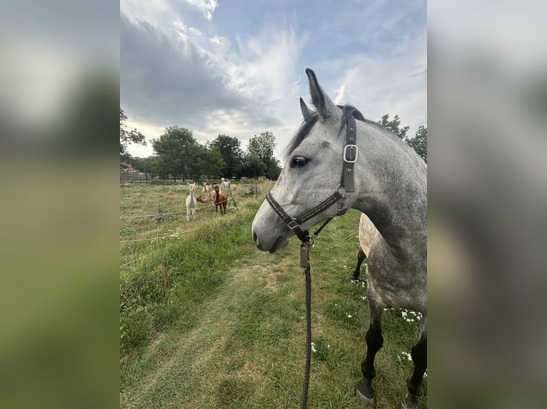 Andra raser Blandning Hingst 7 år Grå-mörk-brun in Braunsbedra