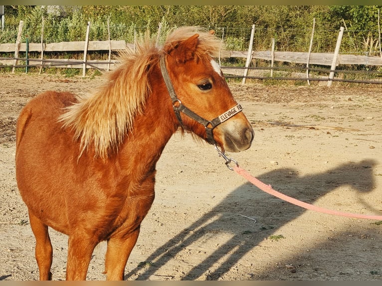 Andra raser Hingst Föl (02/2024) 118 cm fux in Allègre les fumades