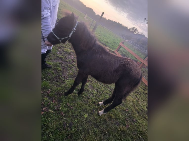 Andra raser Hingst Föl (01/2024) 120 cm Svart in Bassum