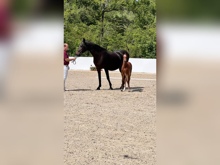 Andra raser Hingst Föl (04/2024) Brun in Leonberg