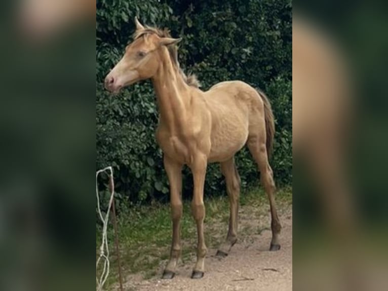 Andra raser Hingst Föl (02/2024) Champagne in La roche en brenil