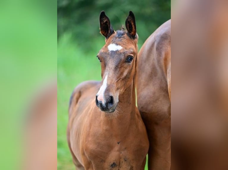 Andra raser Hingst Föl (06/2024) in Zele