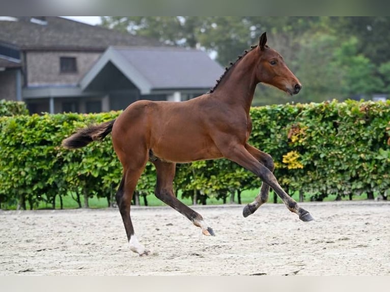 Andra raser Hingst Föl (06/2024) in Zele