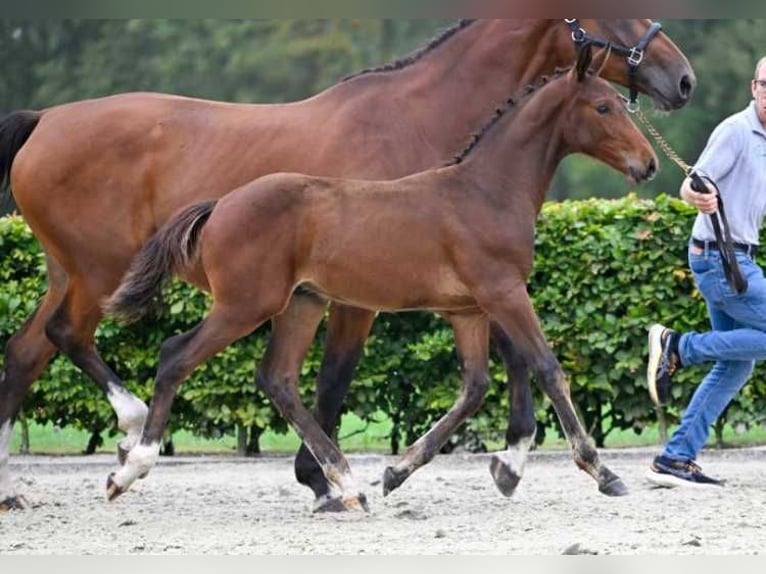 Andra raser Hingst Föl (06/2024) in Zele