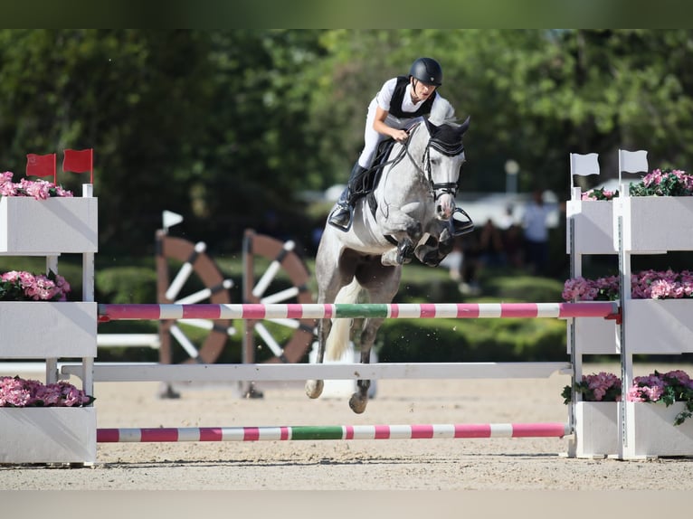 Andra raser Sto 10 år 148 cm Grå in Reggello