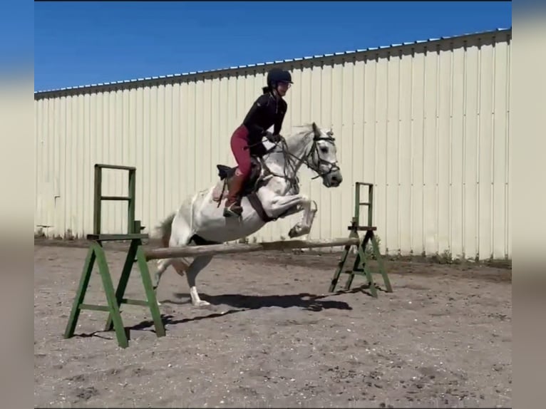 Andra raser Blandning Sto 12 år 149 cm Grå in Villanueva De Gallego