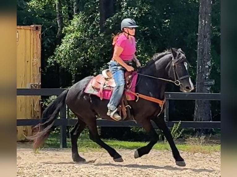 Andra raser Sto 13 år 160 cm Svart in Monroe, NC