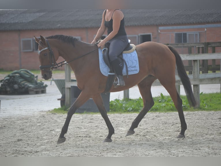 Andra raser Sto 14 år 161 cm Brun in wuustwezel