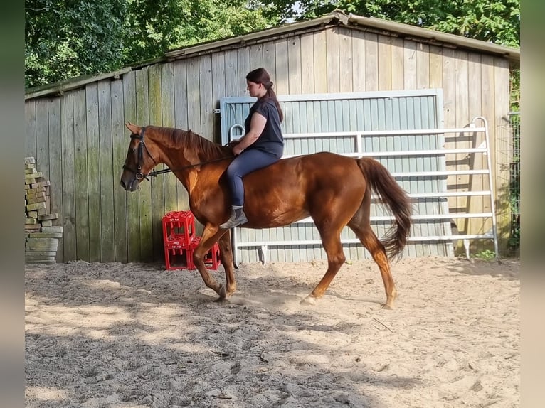 Andra raser Blandning Sto 24 år 152 cm fux in Wildeshausen