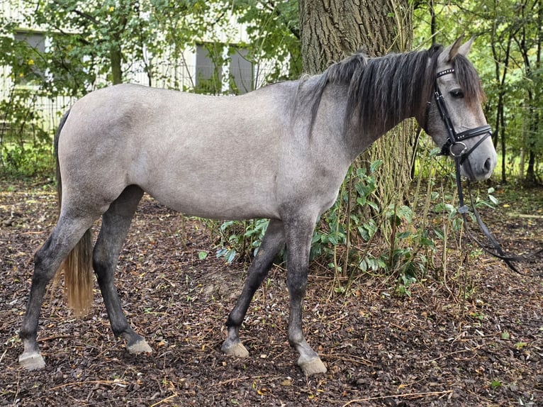 Andra raser Sto 3 år 146 cm Grå in Schwäbisch Gmünd