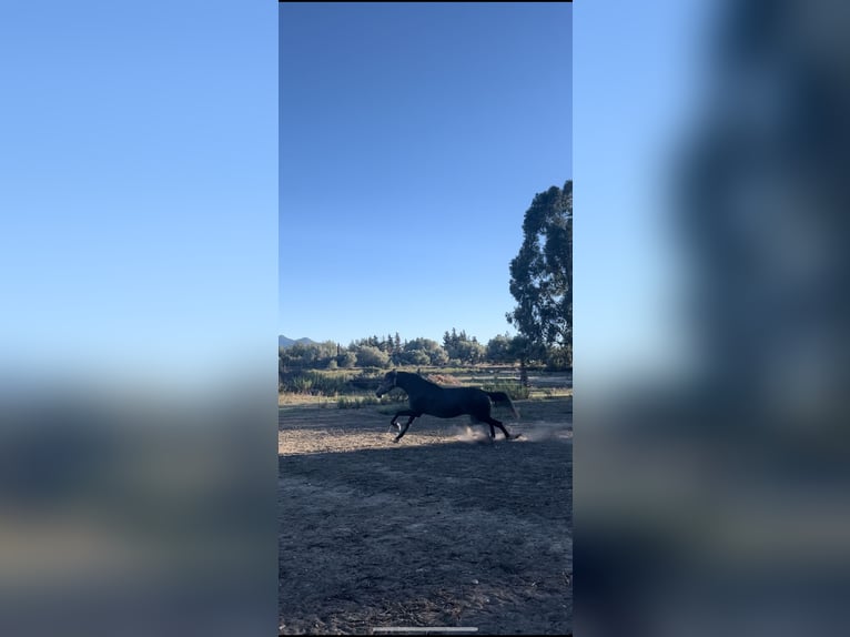 Andra raser Sto 3 år 160 cm Grå in Bages