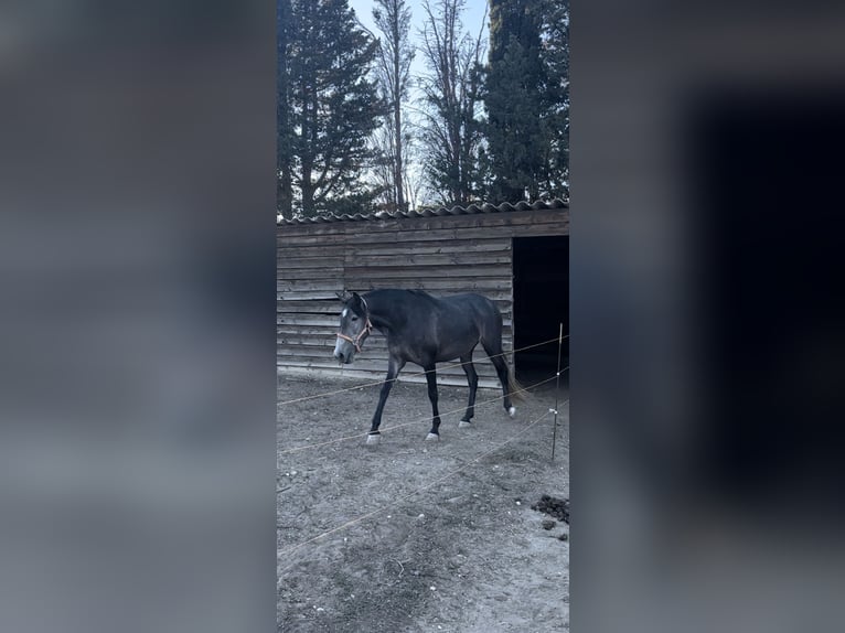 Andra raser Sto 3 år 160 cm Grå in Bages