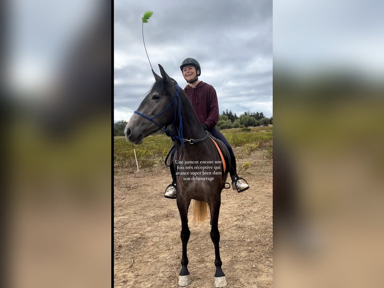 Andra raser Sto 3 år 160 cm Grå in Bages