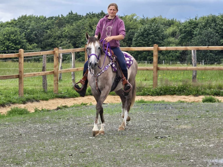 Andra raser Sto 4 år 152 cm Braunfalbschimmel in Linkenbach