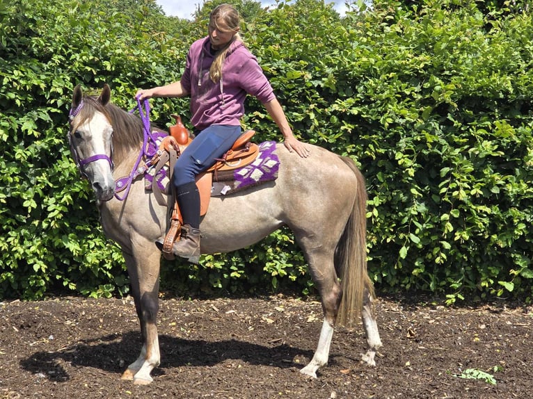 Andra raser Sto 4 år 152 cm Braunfalbschimmel in Linkenbach