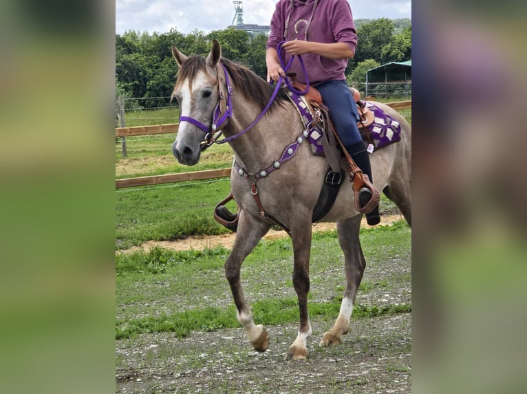 Andra raser Sto 4 år 152 cm Braunfalbschimmel in Linkenbach