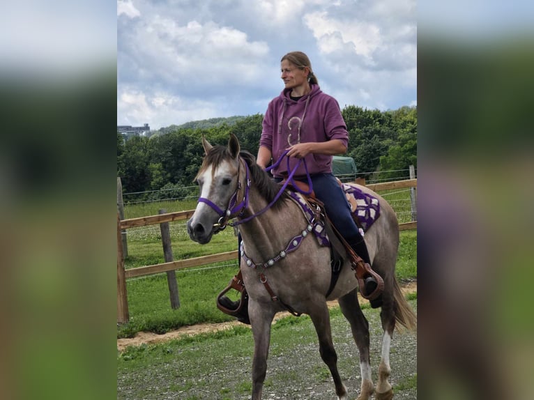 Andra raser Sto 4 år 152 cm Braunfalbschimmel in Linkenbach