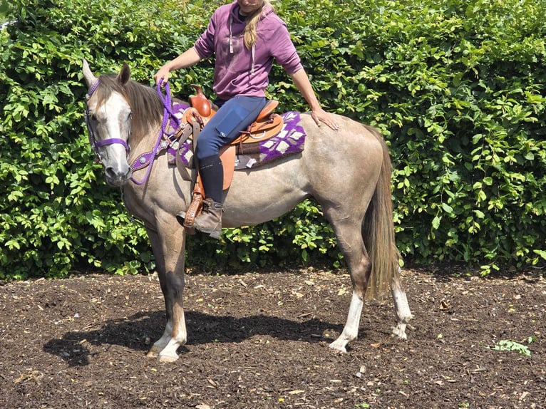 Andra raser Sto 4 år 152 cm Braunfalbschimmel in Linkenbach