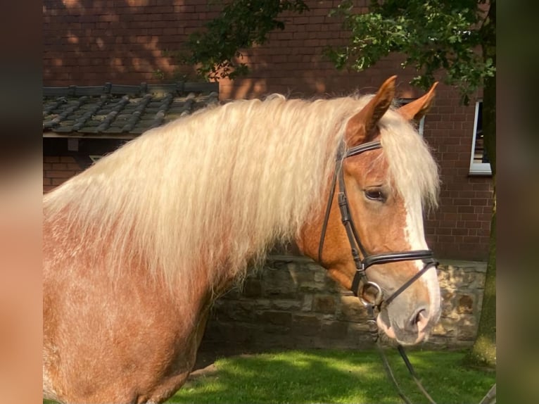 Andra raser Sto 4 år 168 cm fux in Hopsten