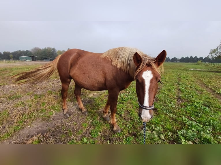 Andra raser Sto 4 år fux in Kleve