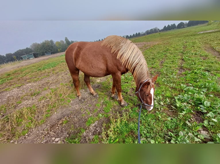 Andra raser Sto 4 år fux in Kleve