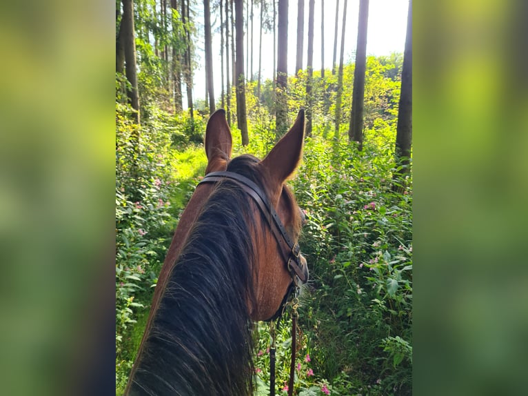 Andra raser Sto 5 år 161 cm Sabino in Aletshausen