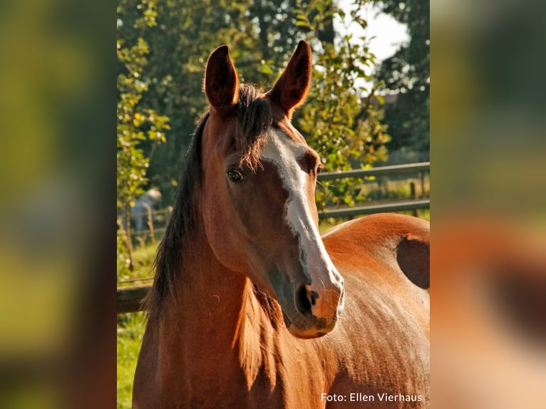 Andra raser Sto 5 år 161 cm Sabino in Aletshausen