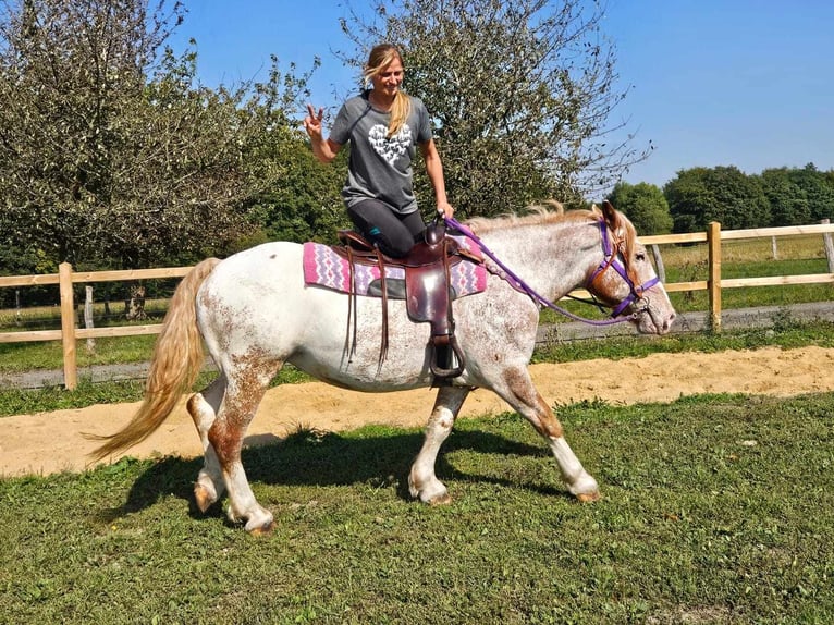 Andra raser Sto 6 år 152 cm Leopard-Piebald in Linkenbach