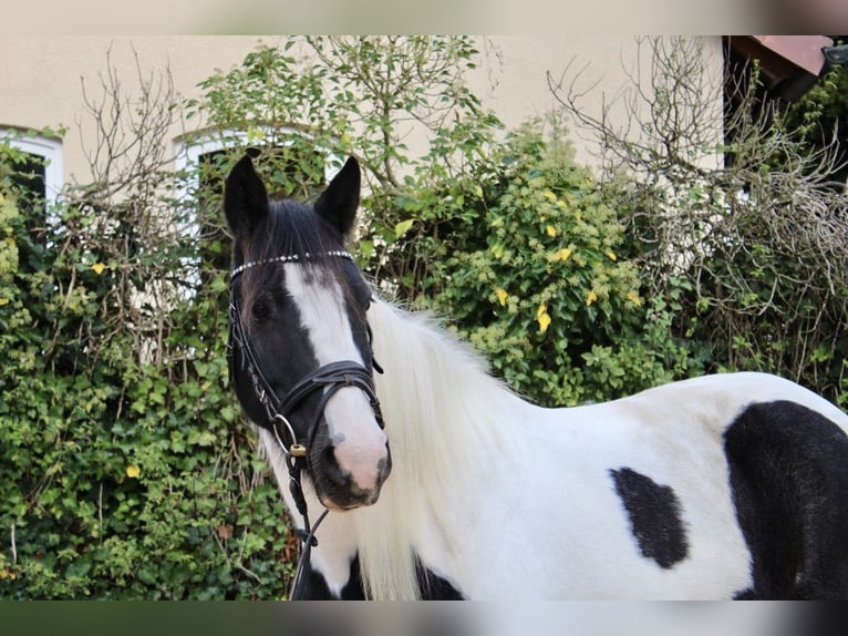 Andra raser Sto 7 år 143 cm Pinto in Sonnefeld