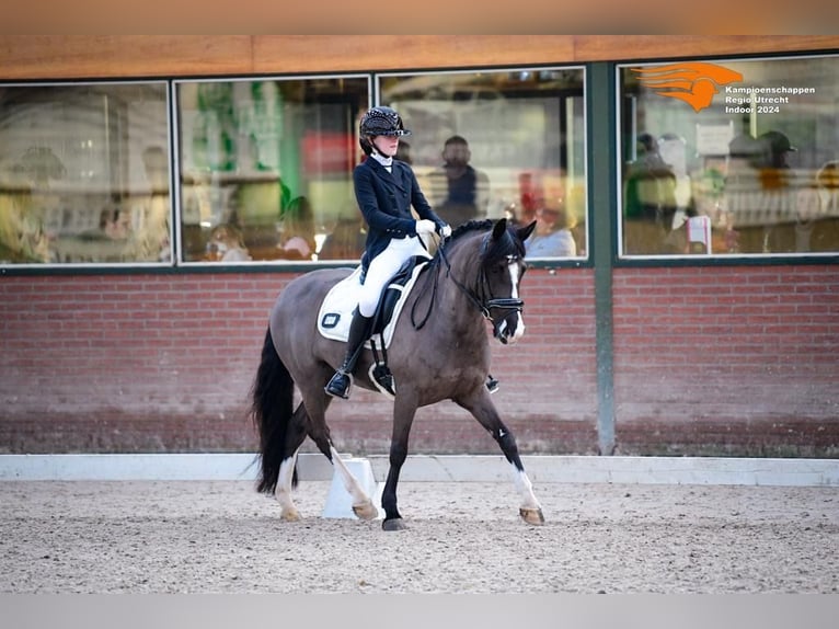 Andra raser Blandning Sto 8 år 143 cm Svart in Bunschoten