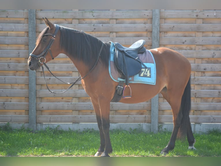 Andra raser Sto 8 år 145 cm Brun in Breda