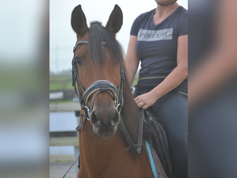 Andra raser Sto 8 år 145 cm Brun in wuustwezel