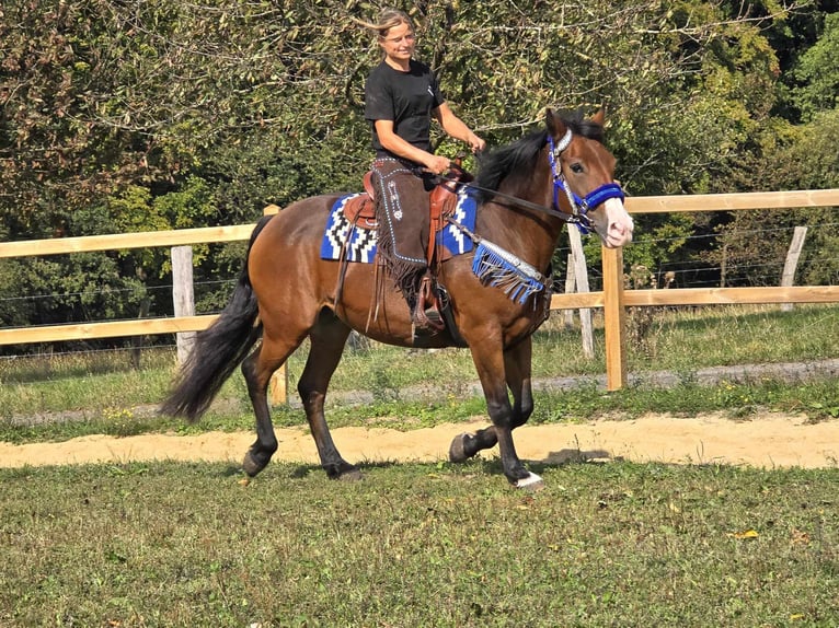 Andra raser Sto 8 år 158 cm Brun in Linkenbach