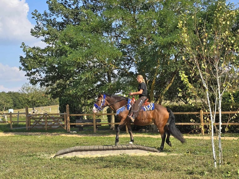 Andra raser Sto 8 år 158 cm Brun in Linkenbach