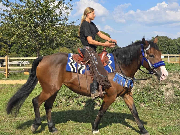 Andra raser Sto 8 år 158 cm Brun in Linkenbach