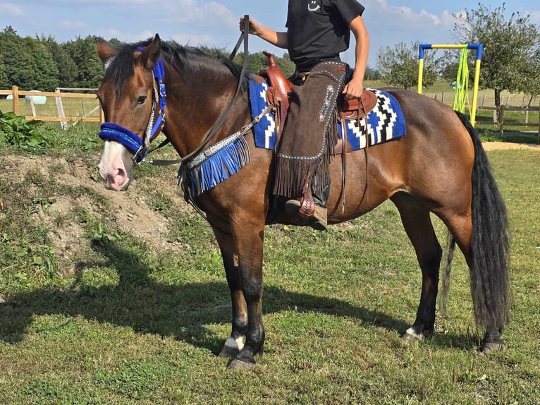 Andra raser Sto 8 år 158 cm Brun in Linkenbach