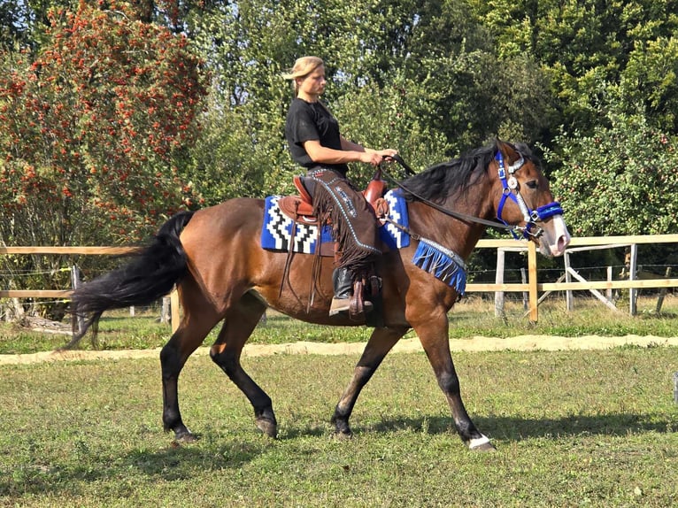 Andra raser Sto 8 år 158 cm Brun in Linkenbach