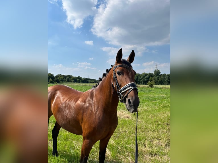 Andra raser Sto 9 år 160 cm Brun in Korschenbroich