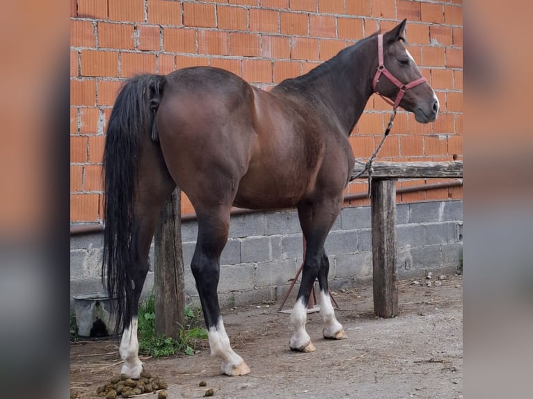 Andra raser Sto 9 år in Ivankovo