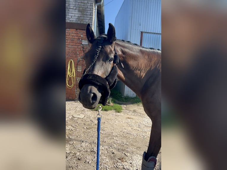 Andra raser Valack 10 år 169 cm Brun in Mārupe