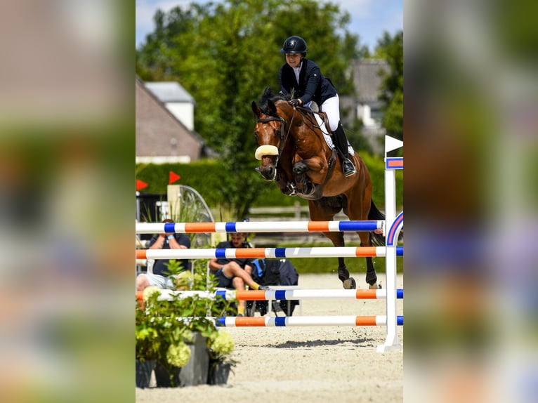 Andra raser Blandning Valack 10 år 174 cm Brun in Weert