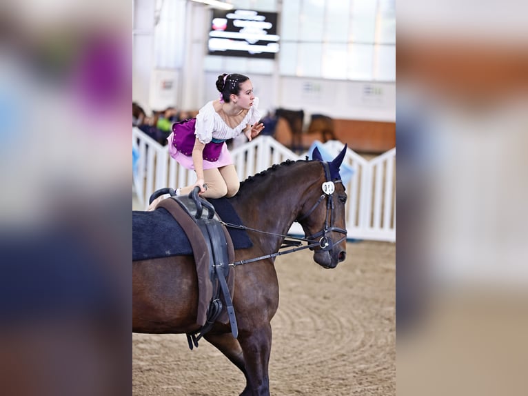 Andra raser Valack 10 år 176 cm Mörkbrun in Kosice