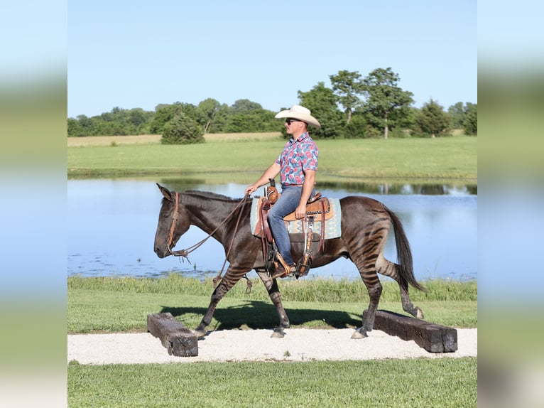 Andra raser Valack 11 år 142 cm Black in Buffalo