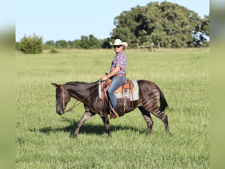 Andra raser Valack 11 år 142 cm Black in Buffalo