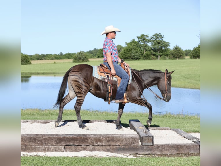 Andra raser Valack 11 år 142 cm Black in Buffalo