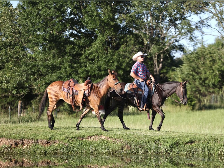 Andra raser Valack 11 år 142 cm Black in Buffalo