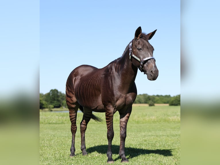 Andra raser Valack 11 år 142 cm Black in Buffalo