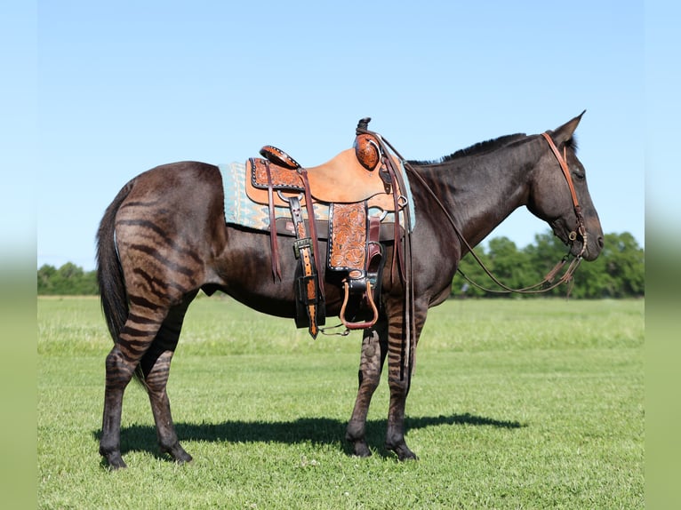 Andra raser Valack 11 år 142 cm Black in Buffalo