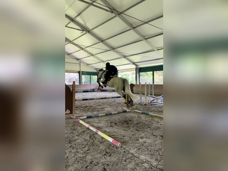 Andra raser Valack 12 år 164 cm Grå in Paderno Franciacorta