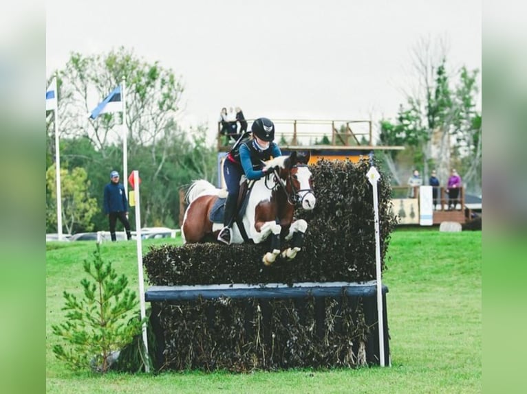 Andra raser Valack 13 år 145 cm Pinto in Lilli